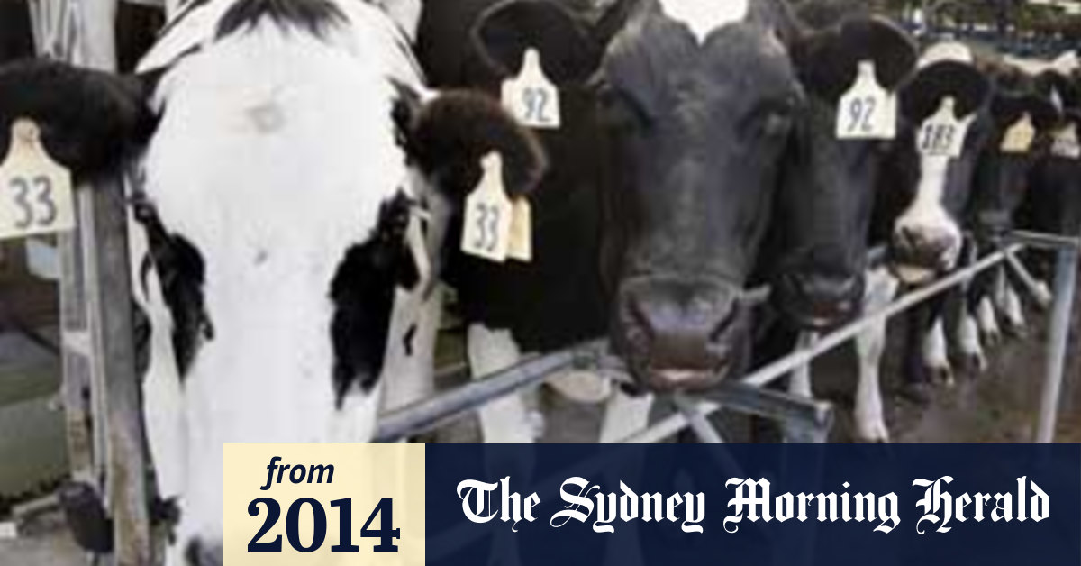 Land of the long white cow dairy delivers for New Zealand